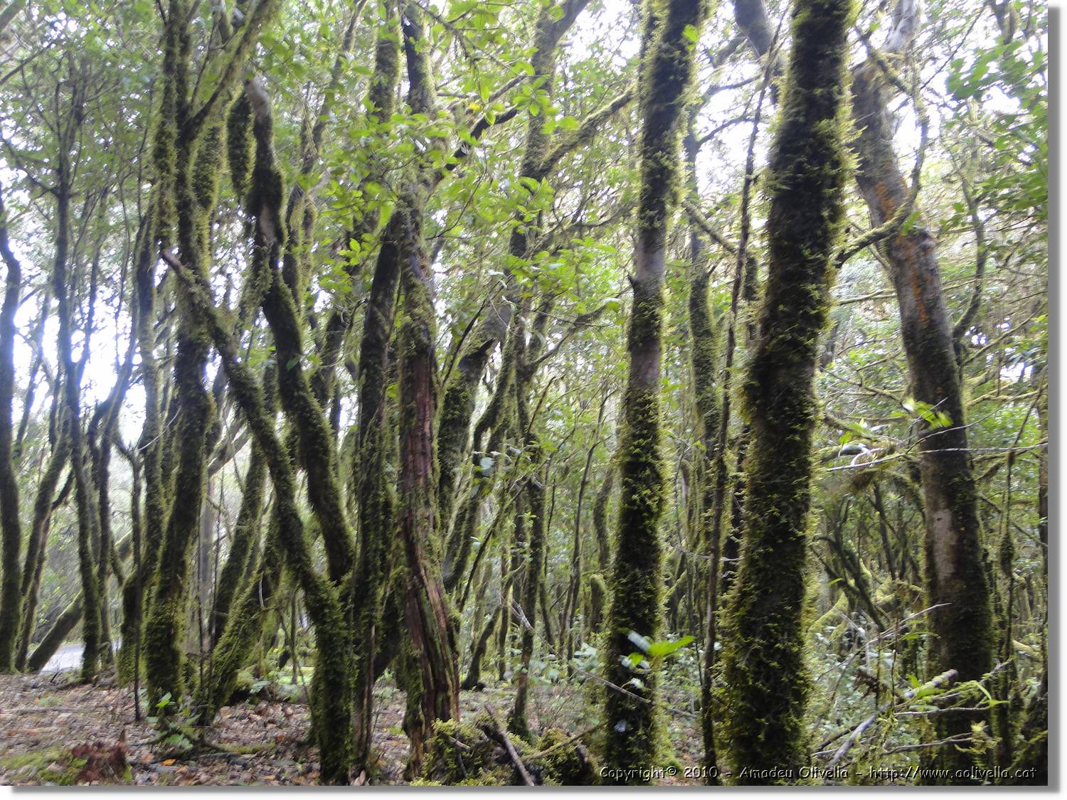 Gomera_267.jpg