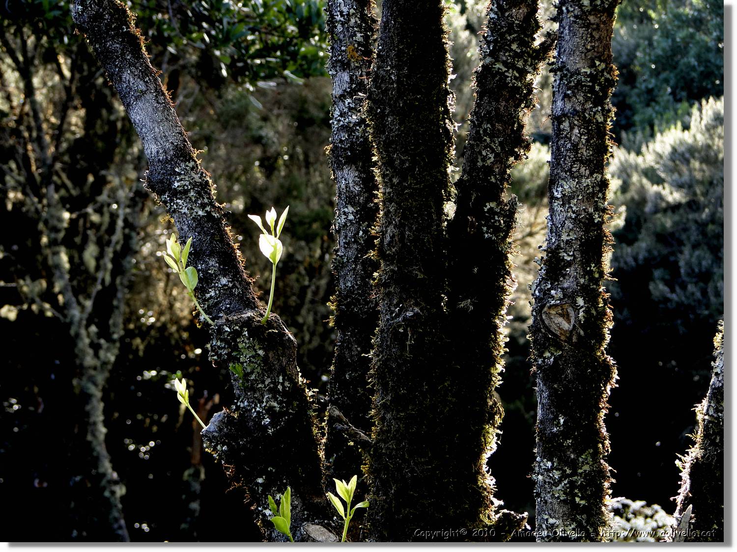 Gomera_279.jpg