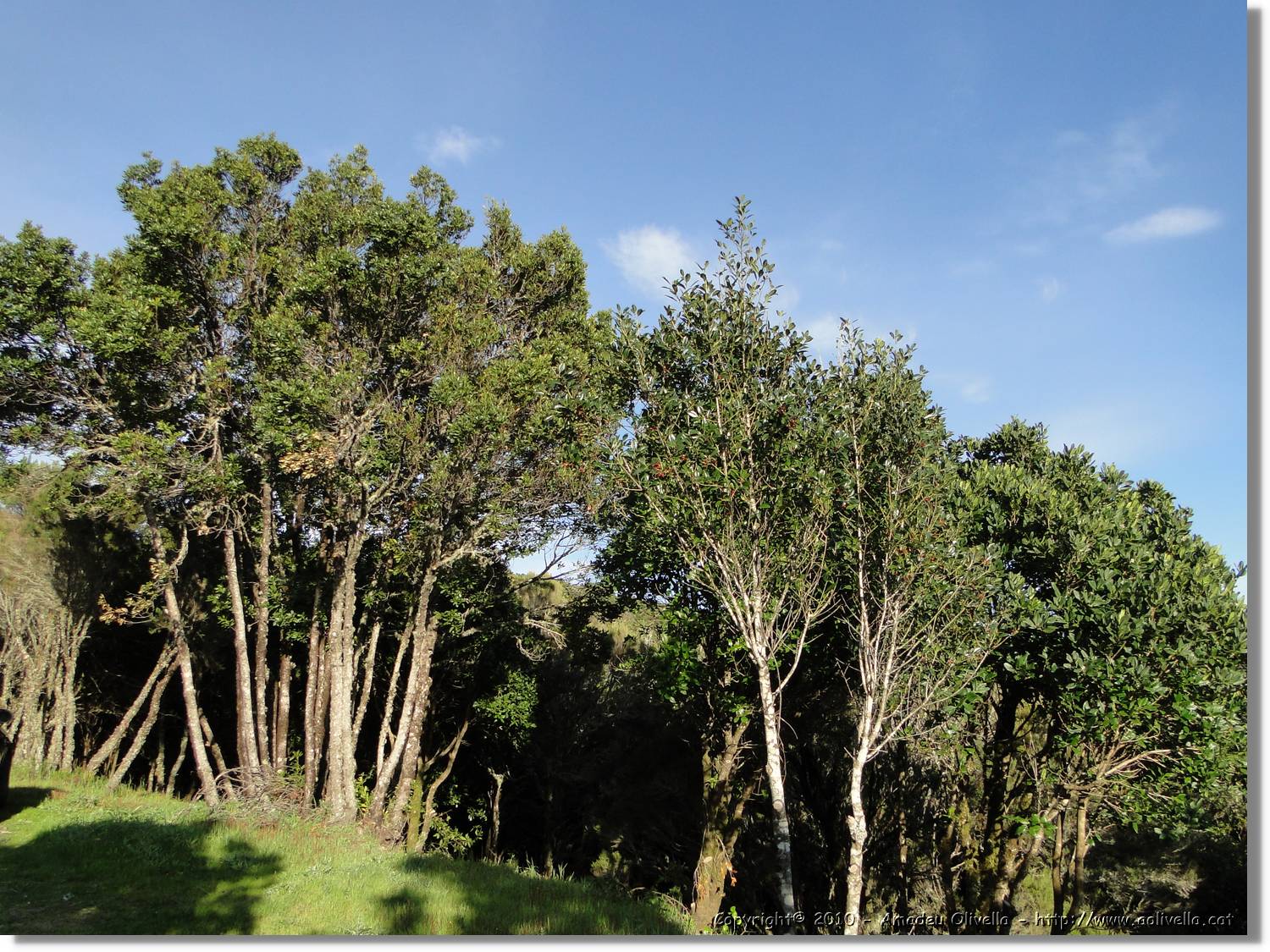 Gomera_285.jpg