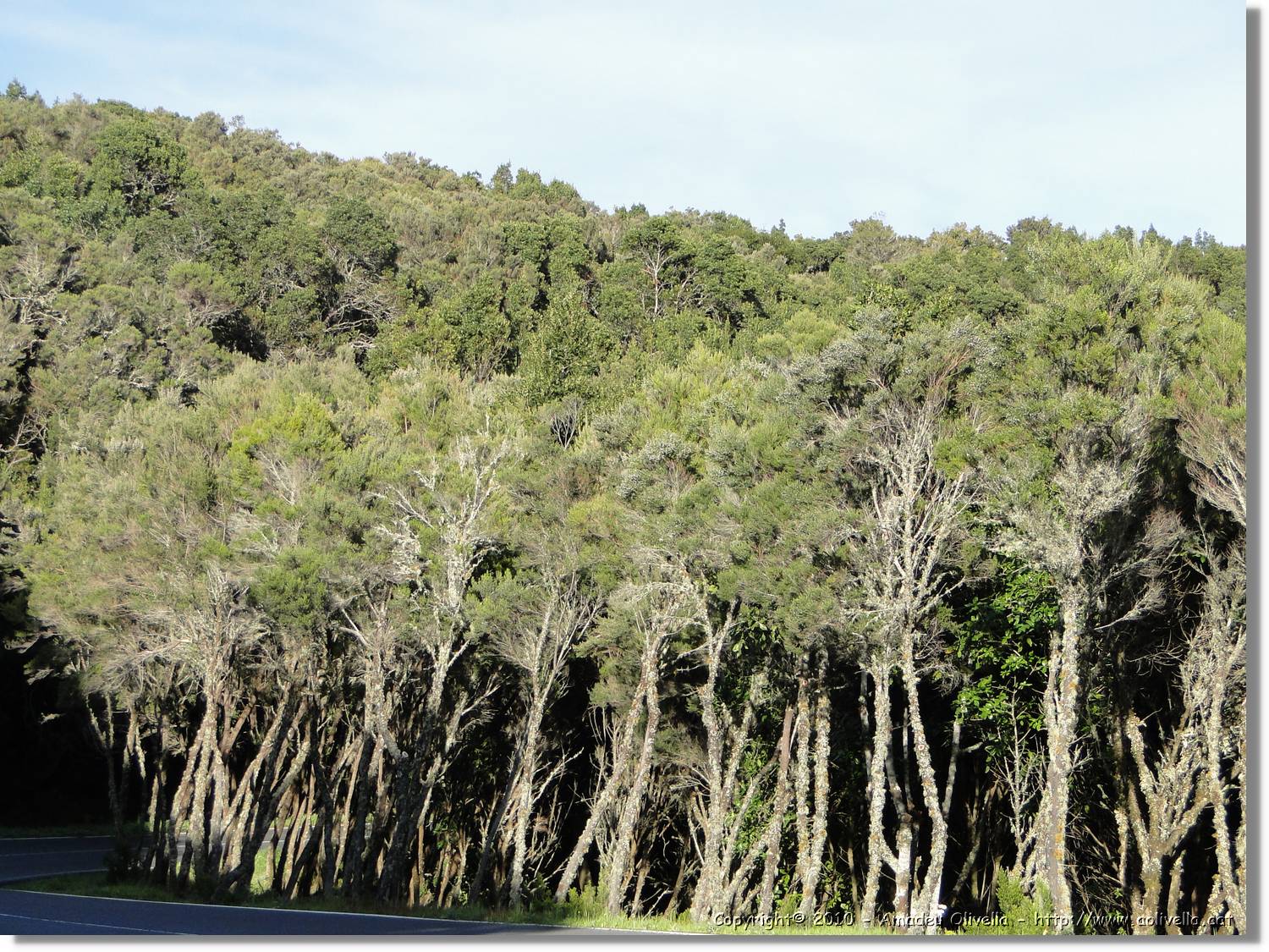 Gomera_289.jpg