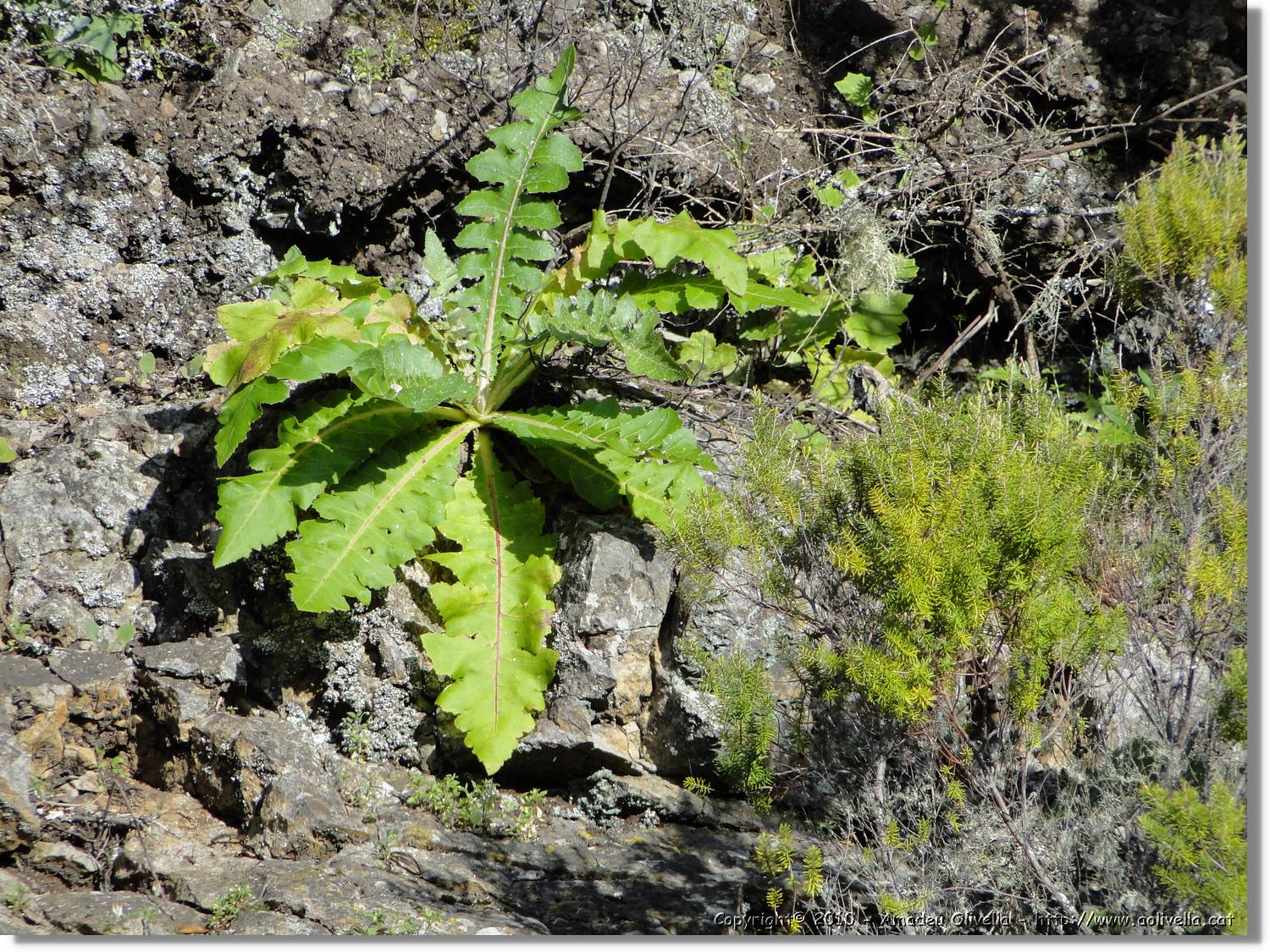 Gomera_294.jpg