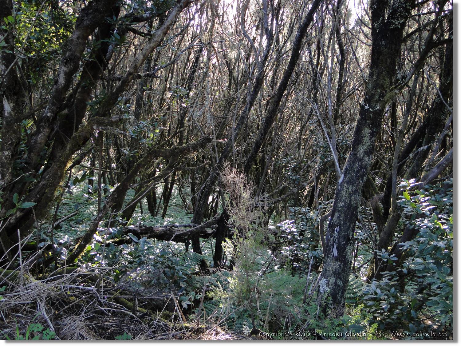 Gomera_295.jpg