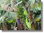 Gomera_206.jpg