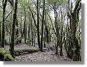 Gomera_261.jpg