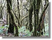 Gomera_262.jpg