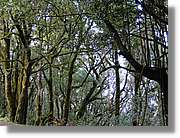 Gomera_277.jpg