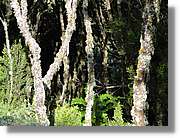 Gomera_291.jpg