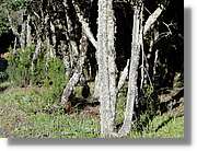 Gomera_292.jpg