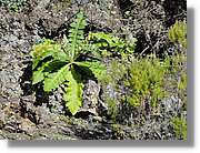 Gomera_294.jpg