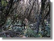 Gomera_295.jpg