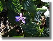 Gomera_301.jpg