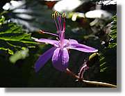 Gomera_302.jpg