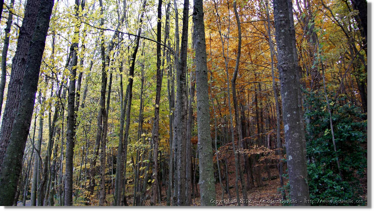 Montseny_091.jpg