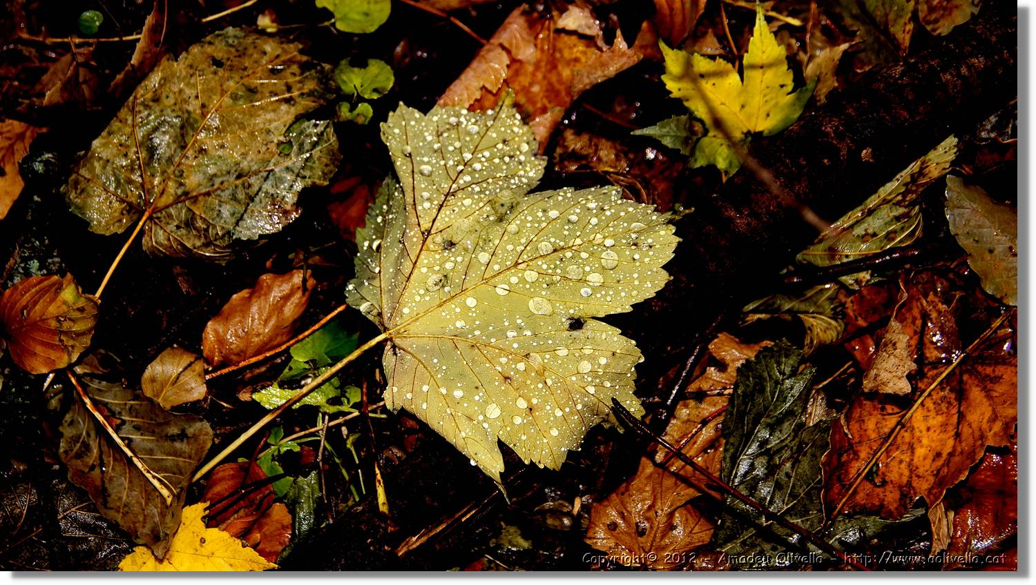 Montseny_092.jpg