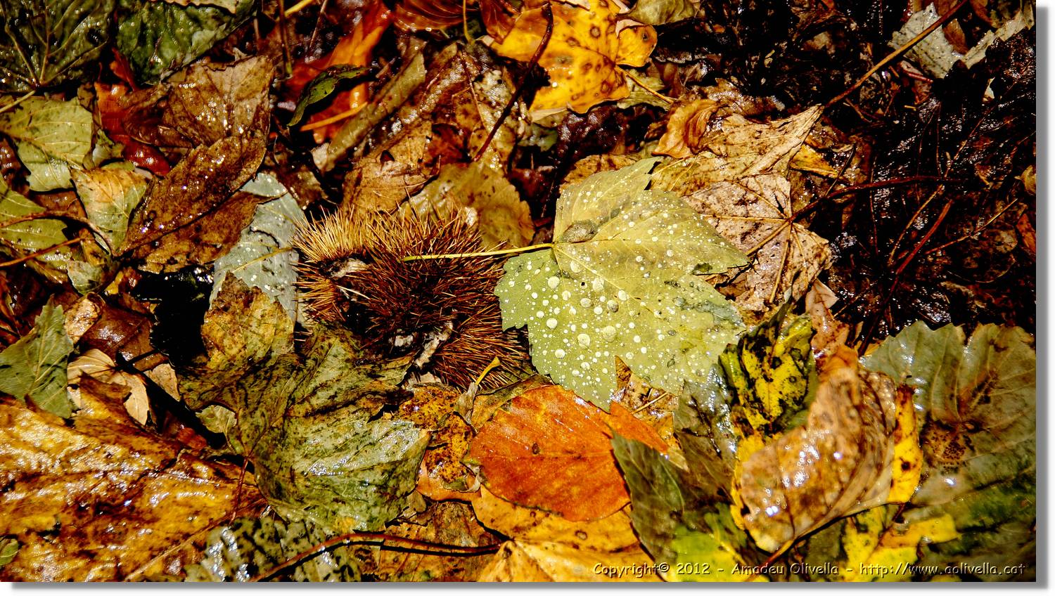 Montseny_099.jpg