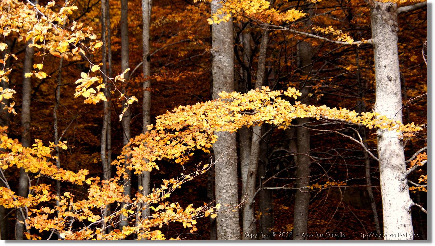 Montseny_103.jpg