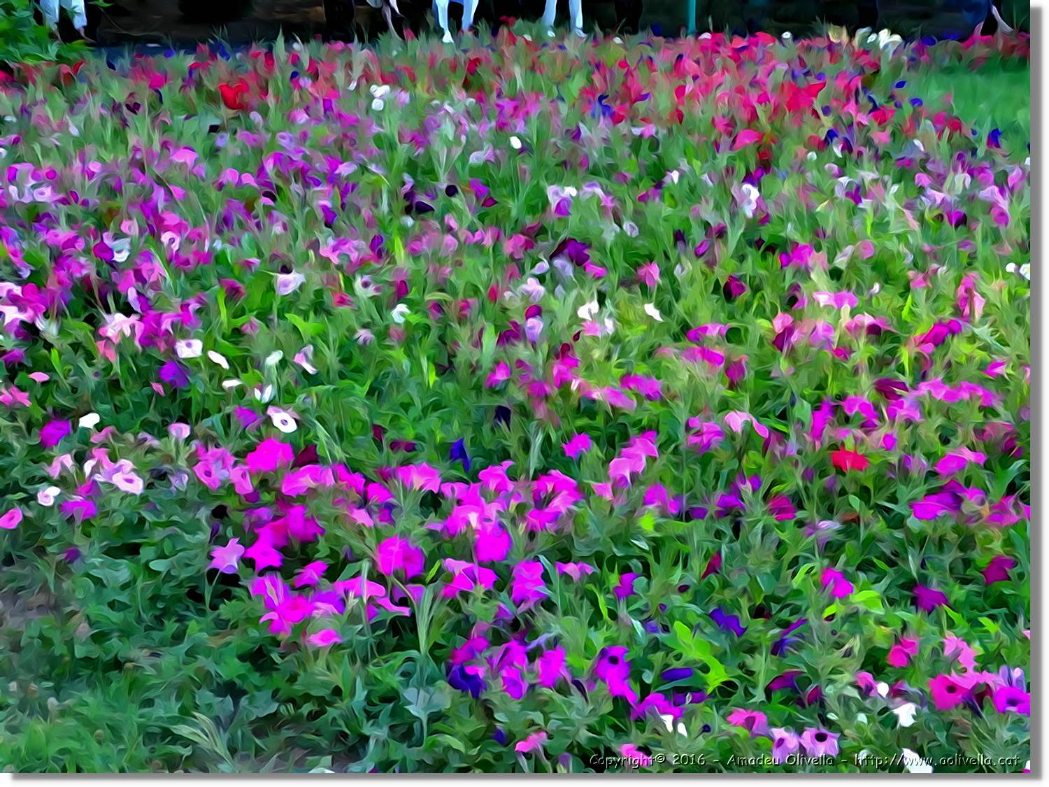 Flors_001.jpg