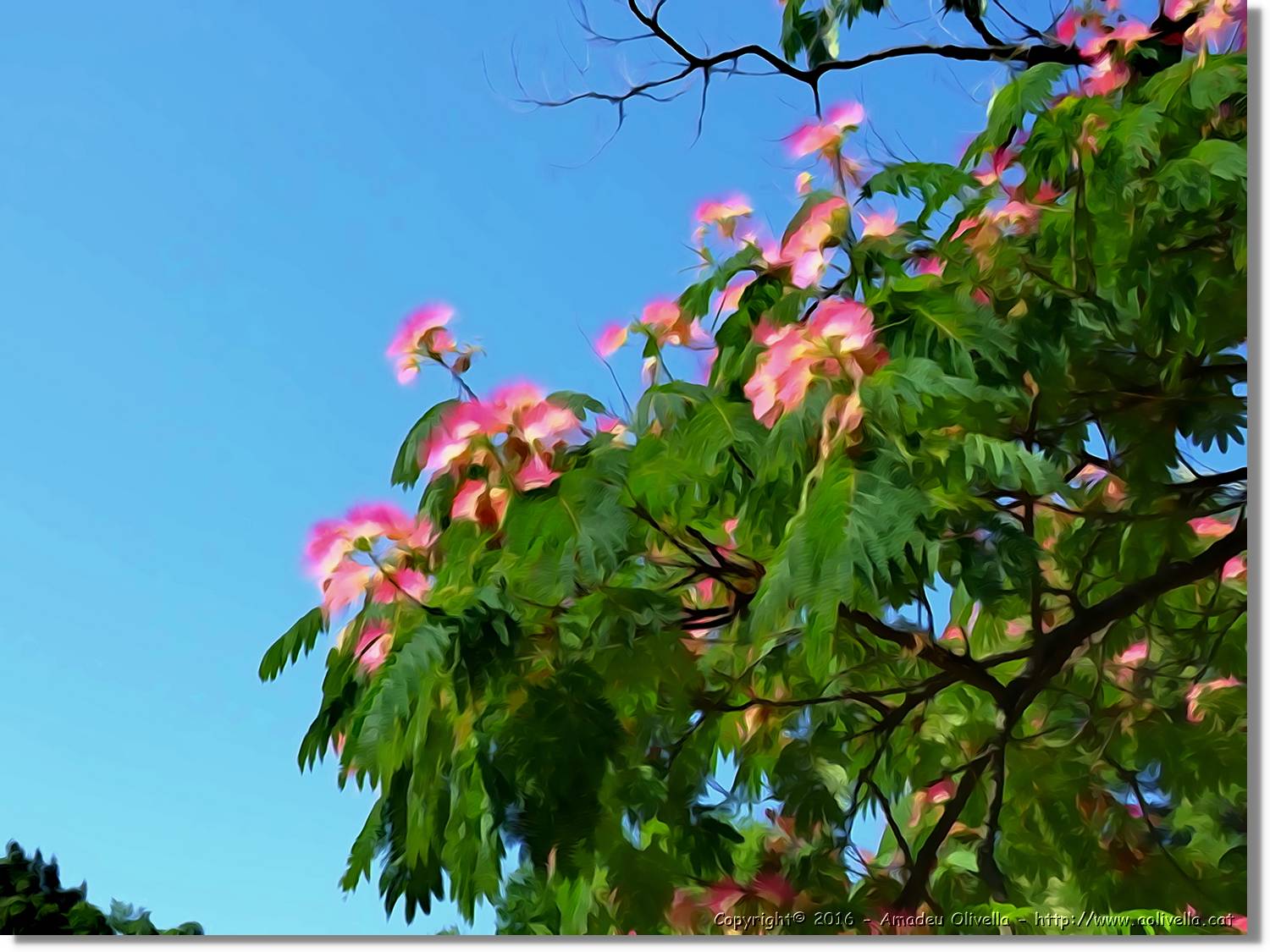 Flors_002.jpg