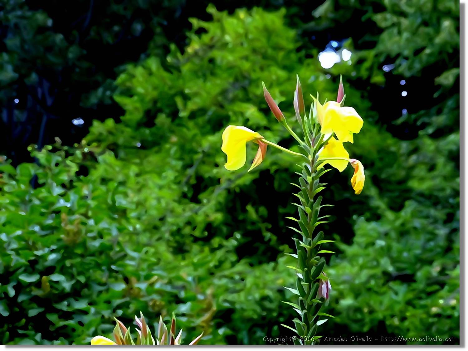 Flors_005.jpg