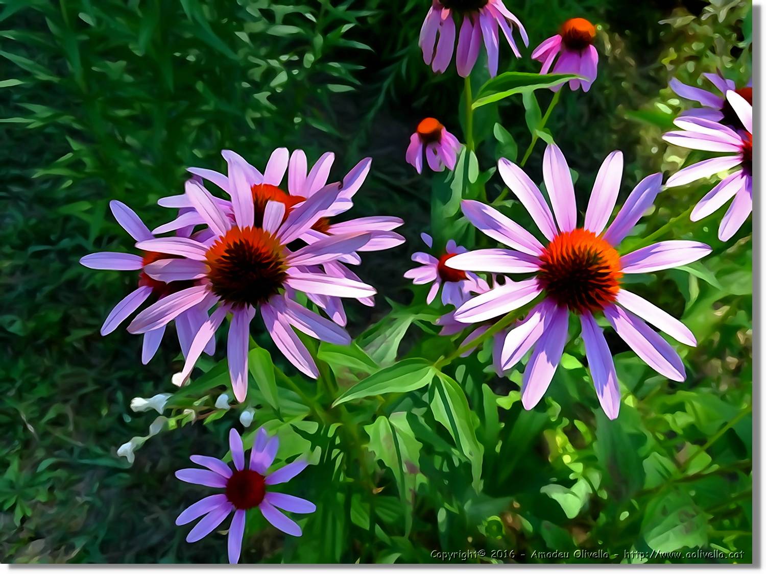 Flors_007.jpg