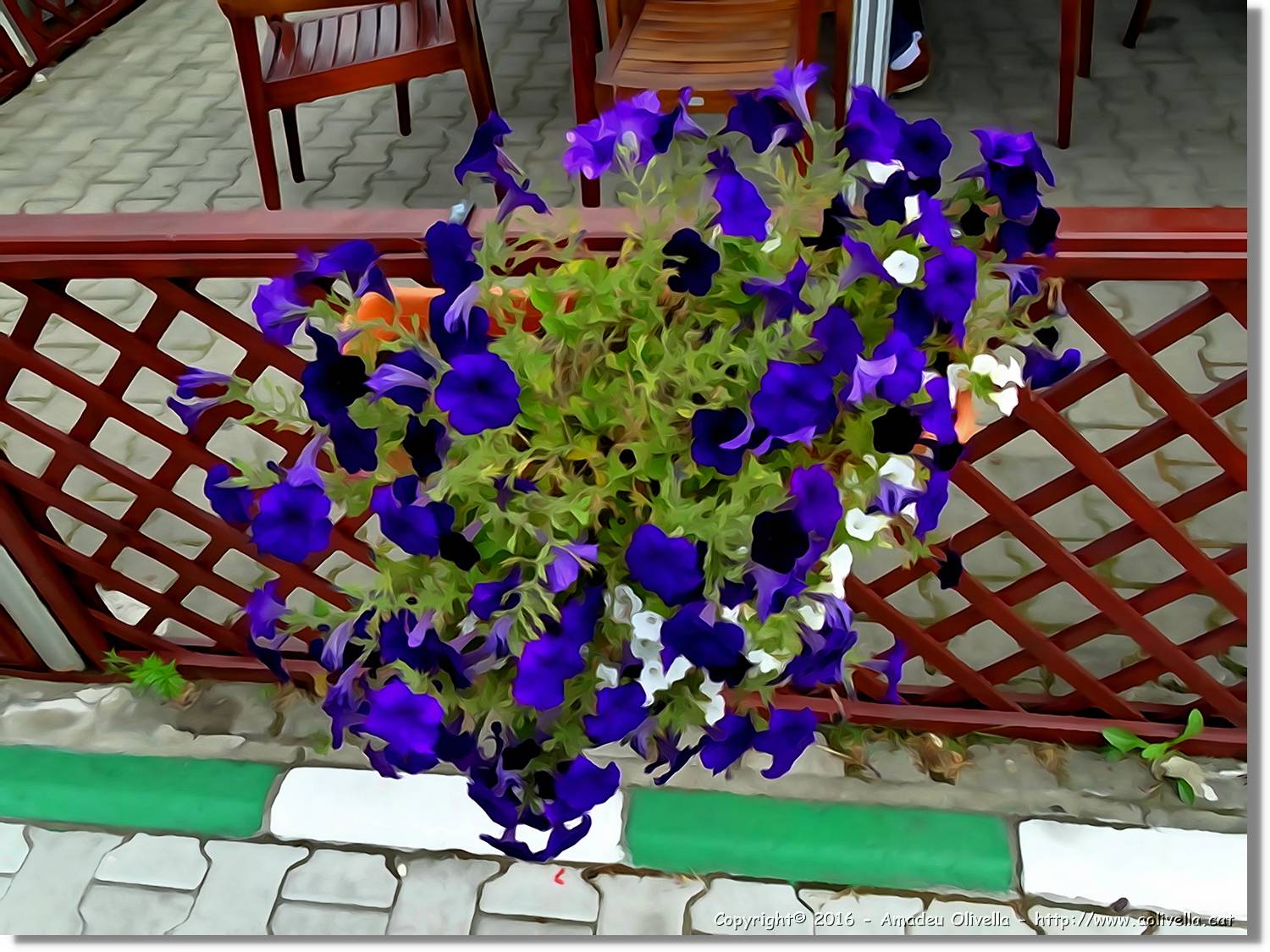 Flors_009.jpg
