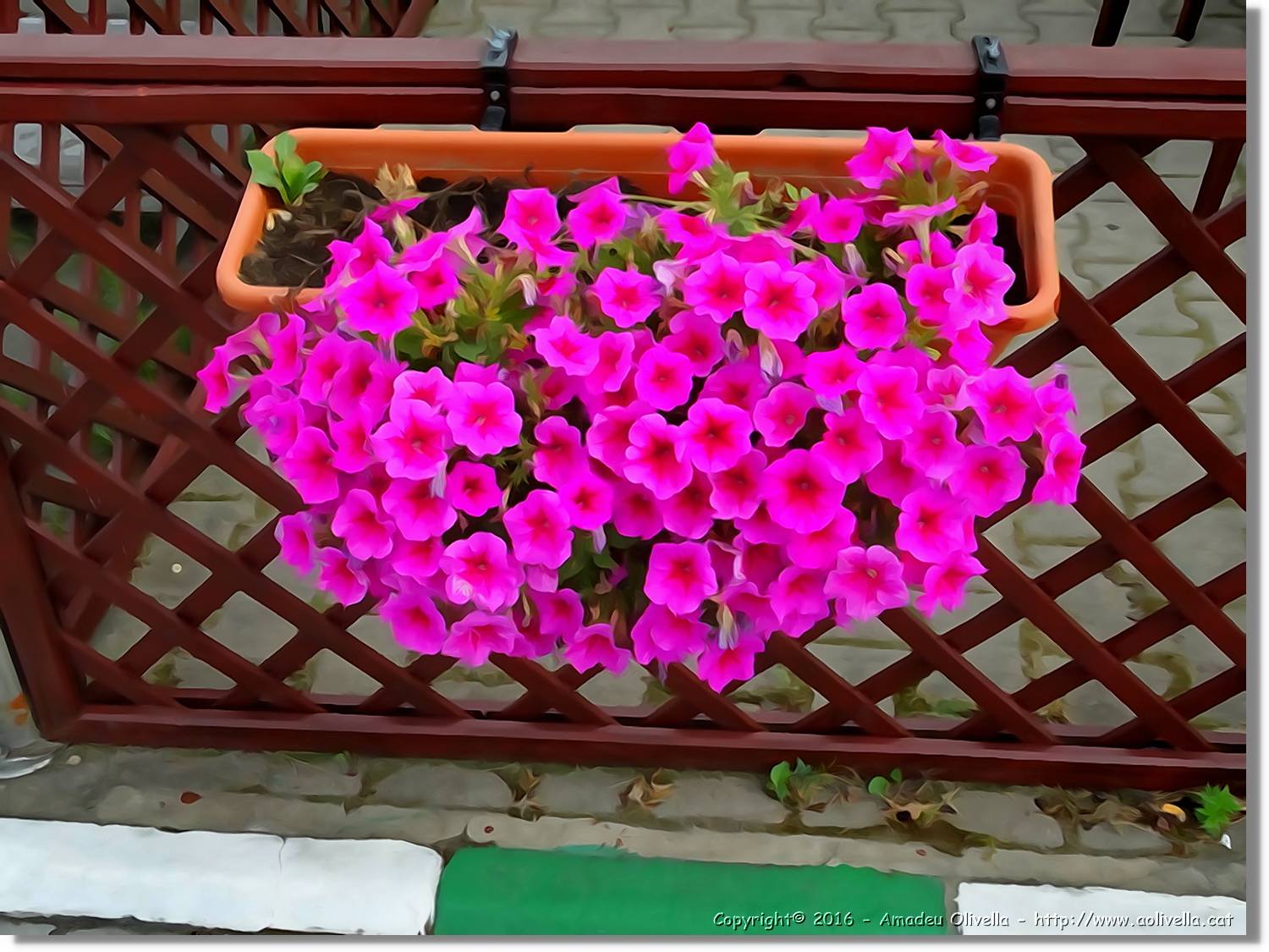 Flors_010.jpg