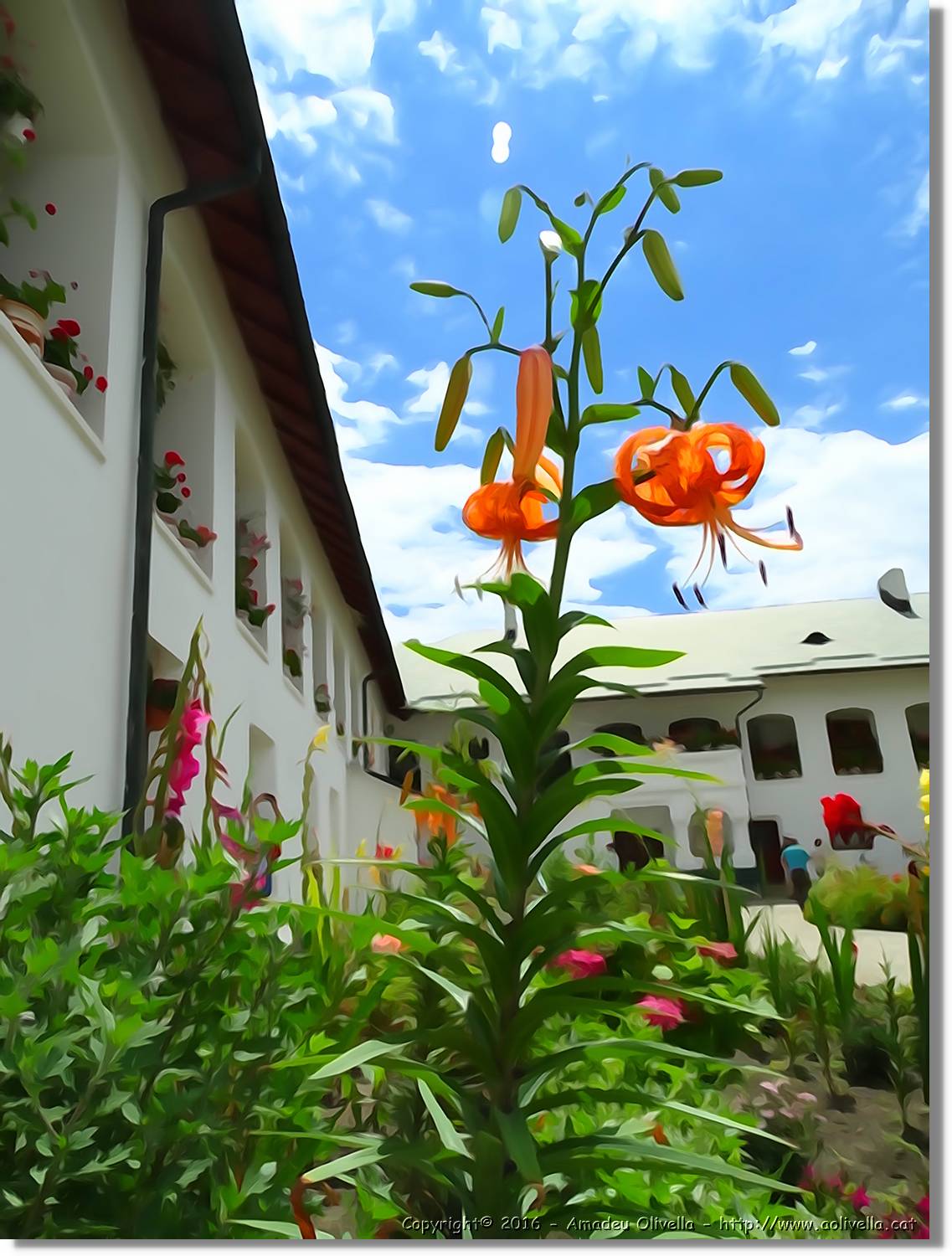 Flors_011.jpg