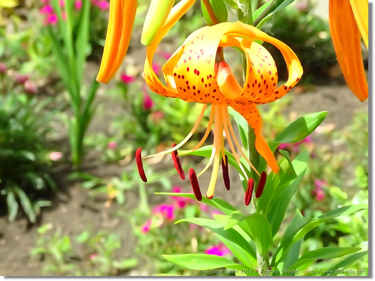 Flors_013.jpg