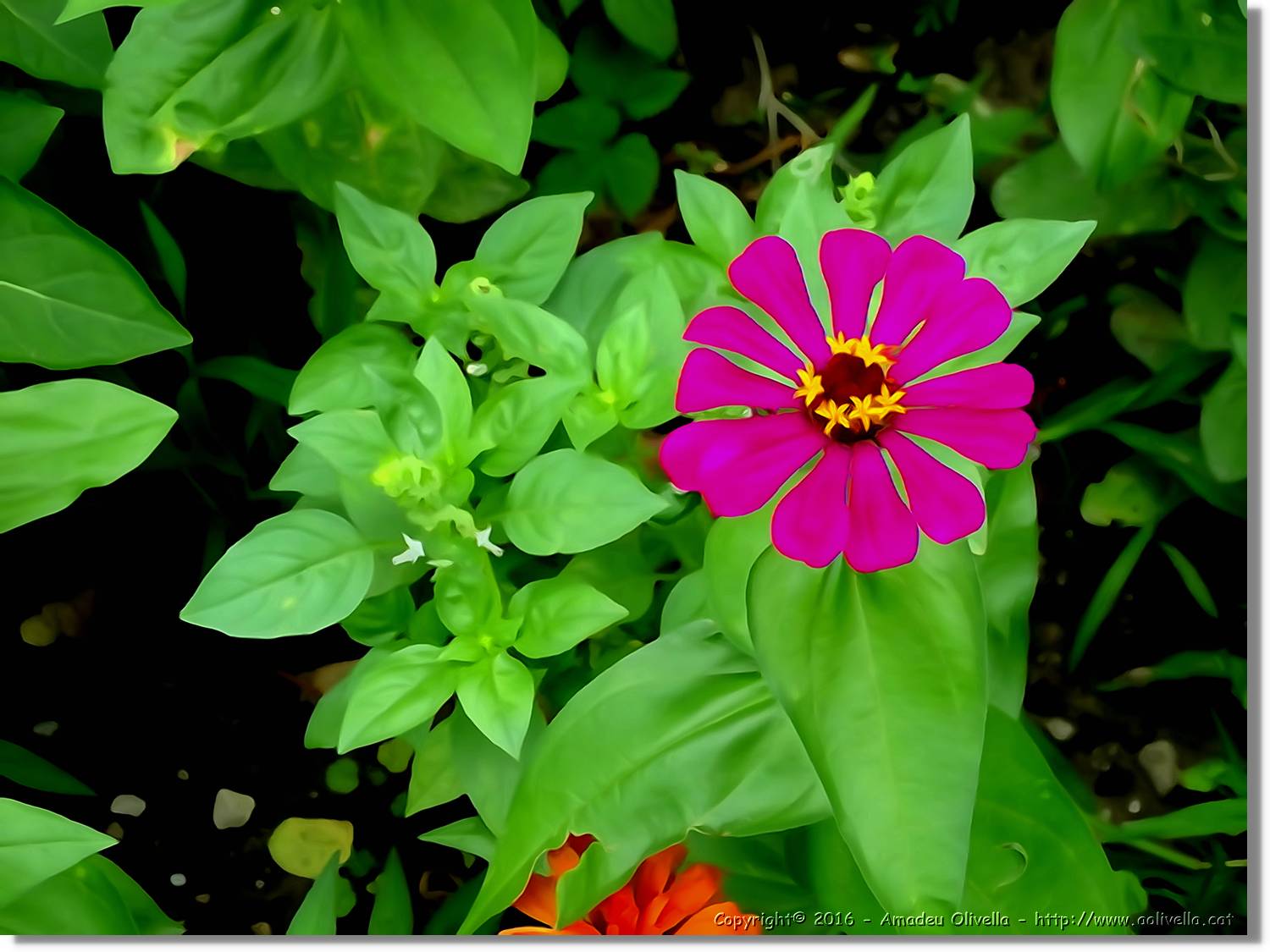 Flors_014.jpg