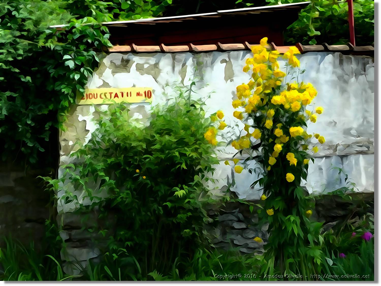 Flors_017.jpg