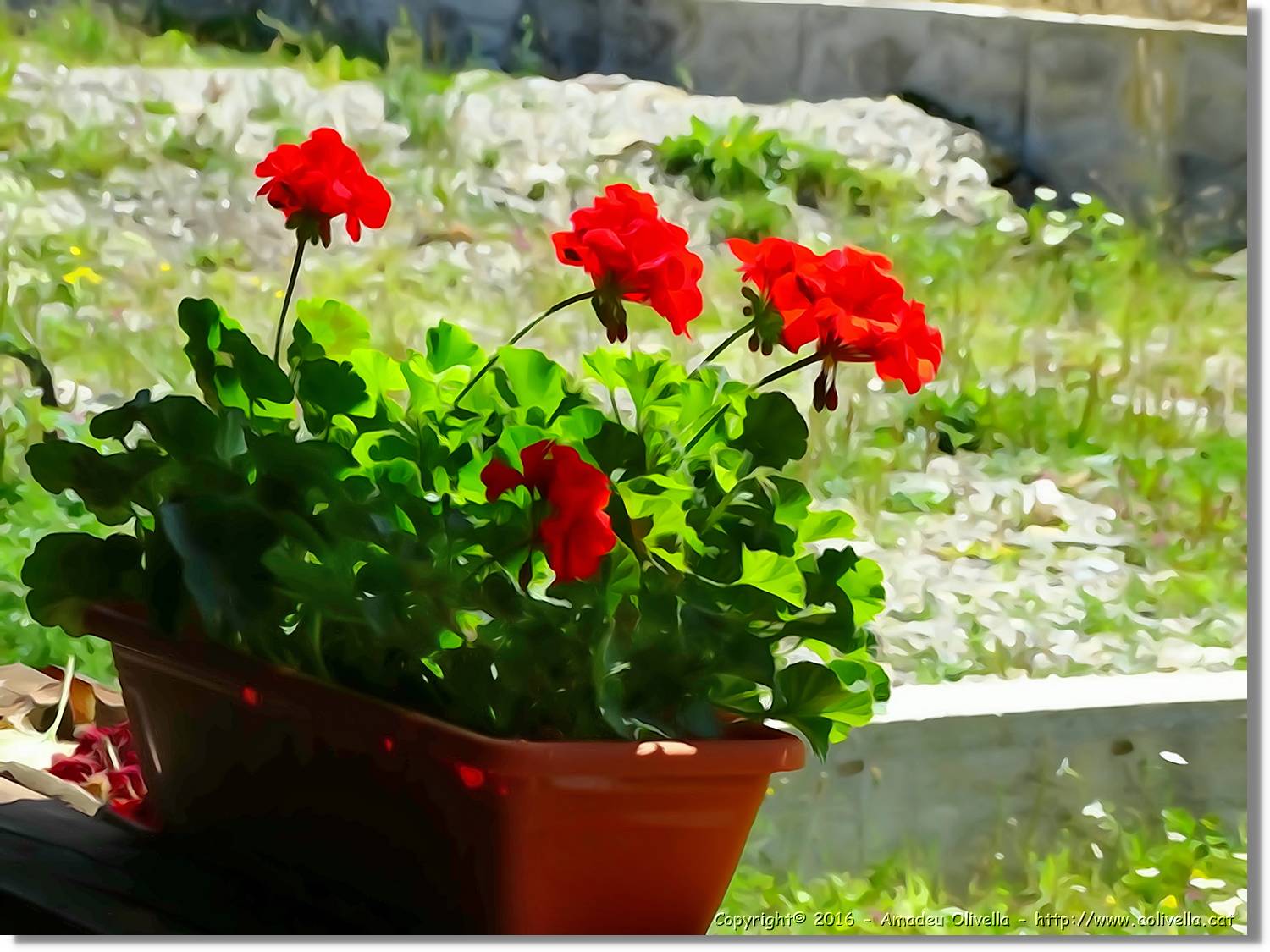Flors_019.jpg