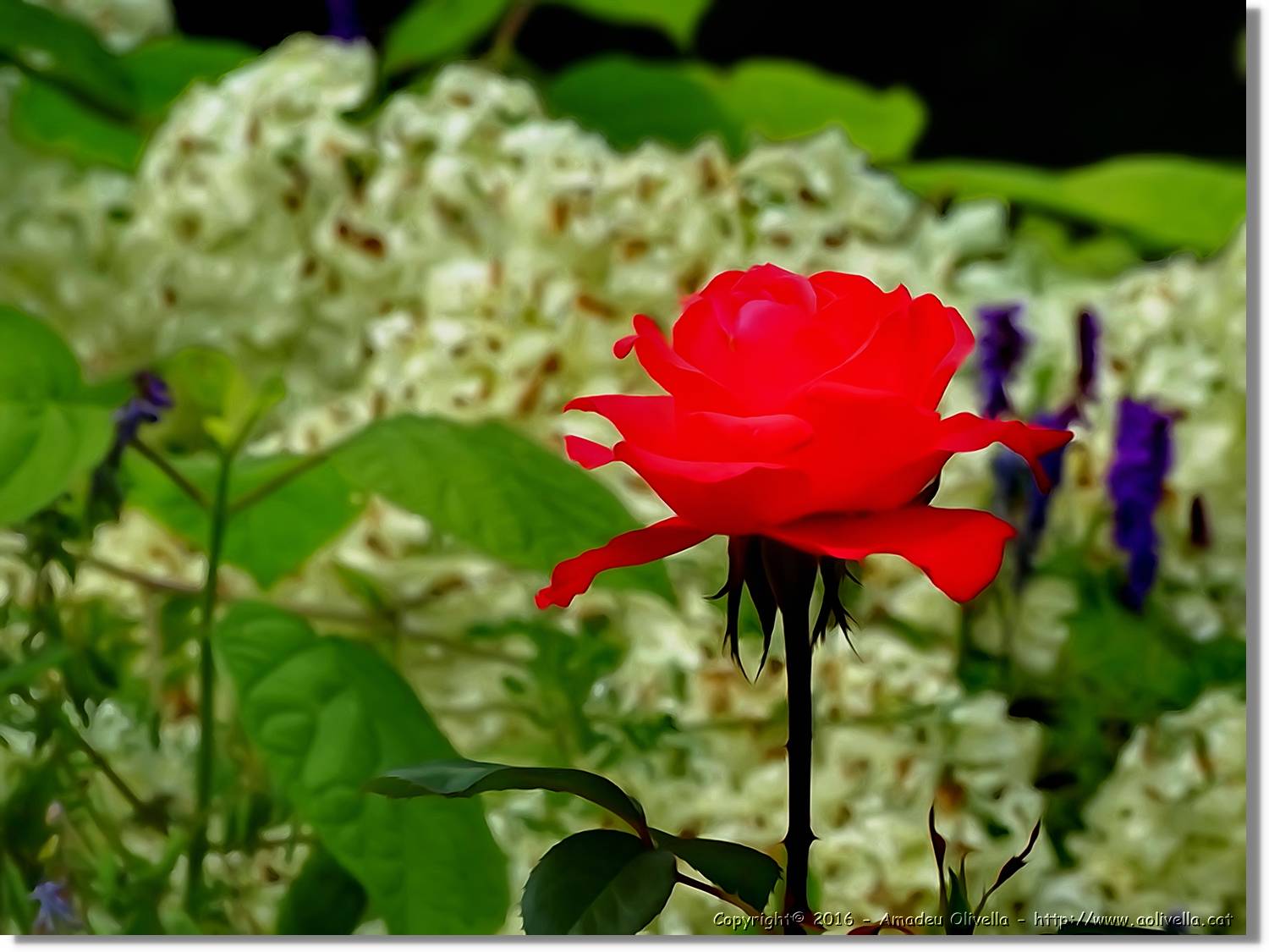 Flors_021.jpg