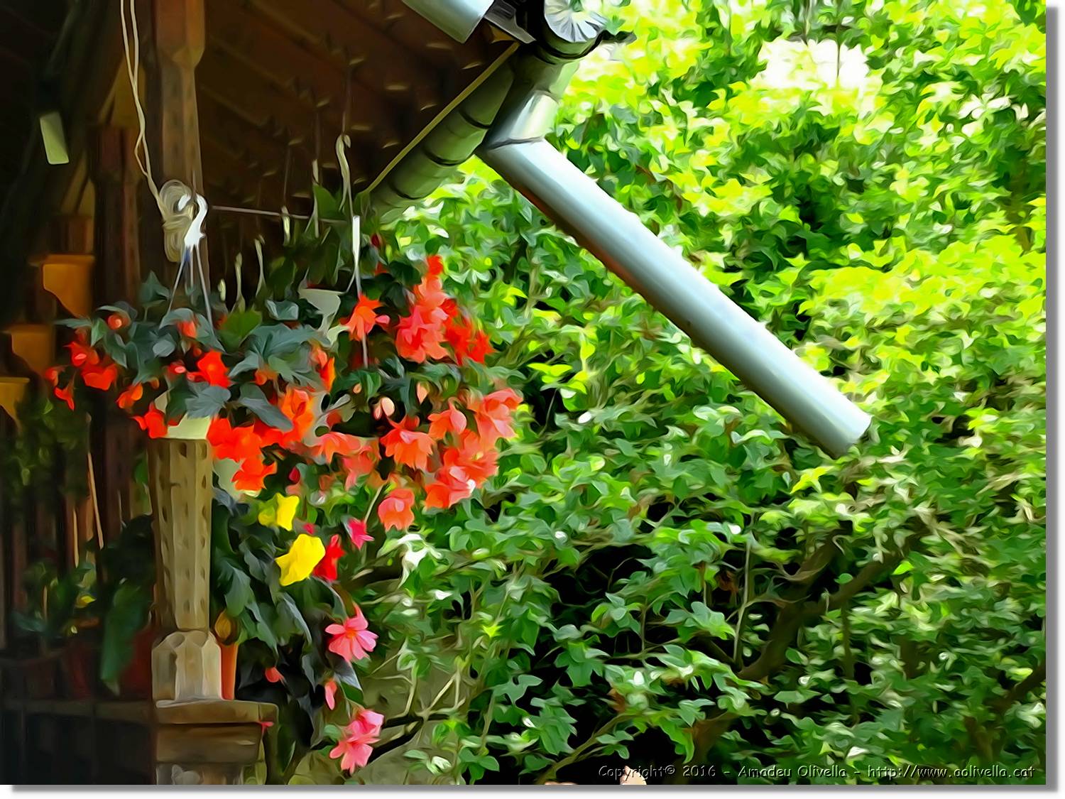 Flors_022.jpg