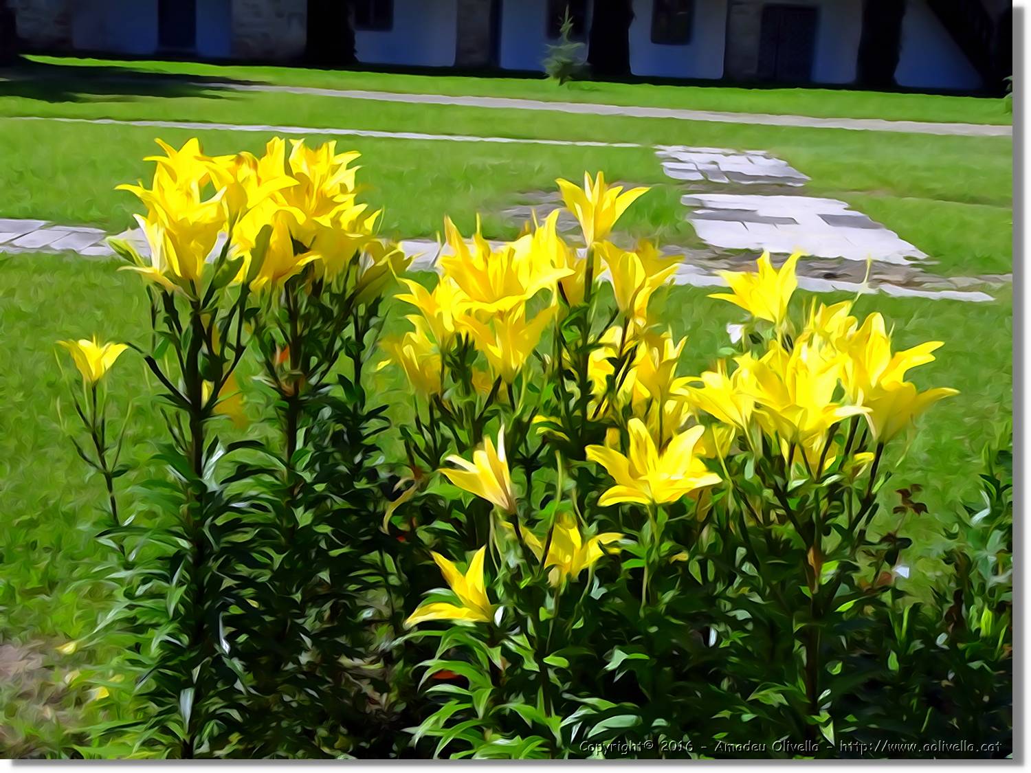 Flors_030.jpg