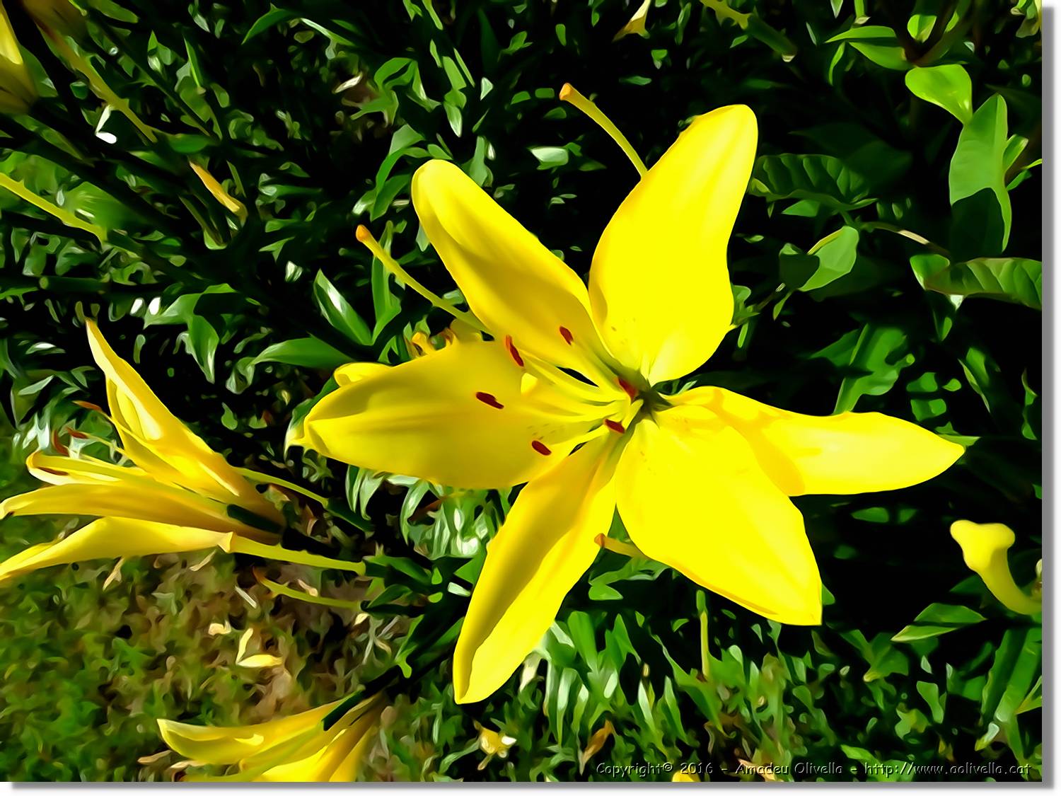 Flors_031.jpg