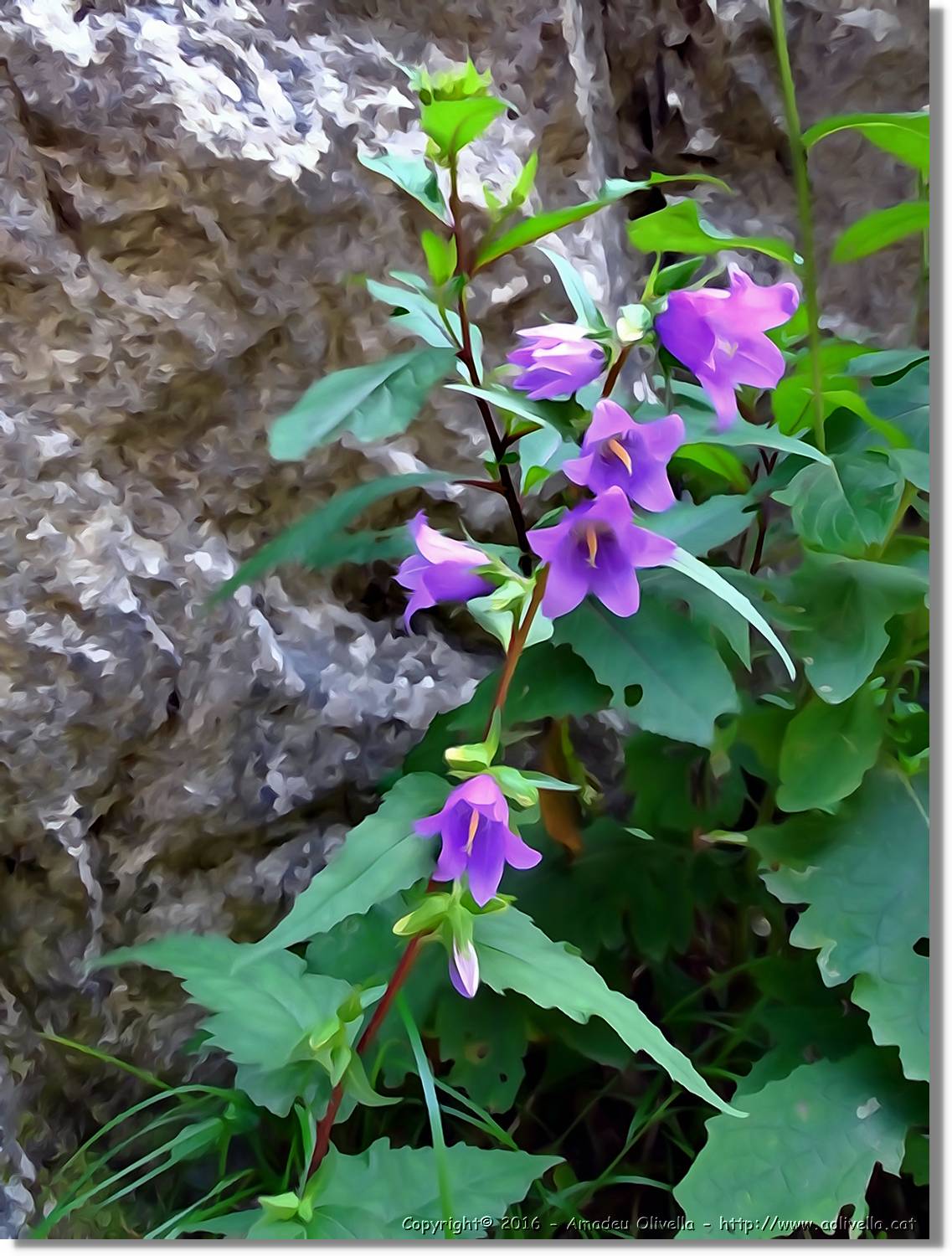 Flors_035.jpg