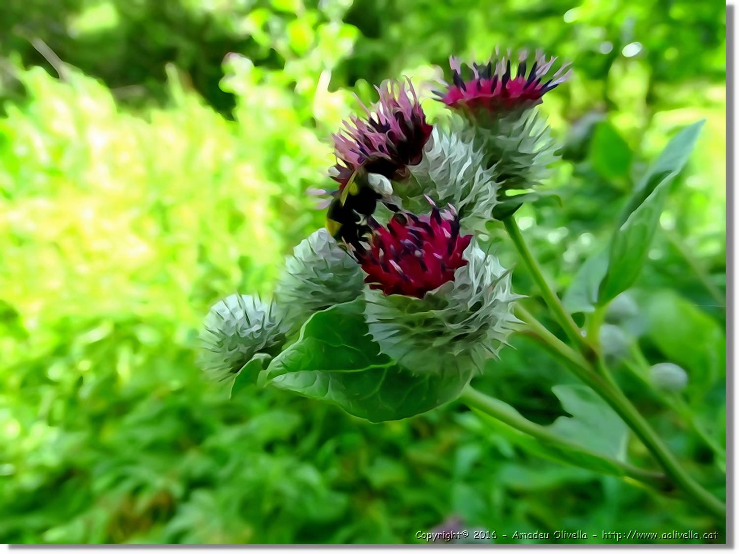 Flors_036.jpg