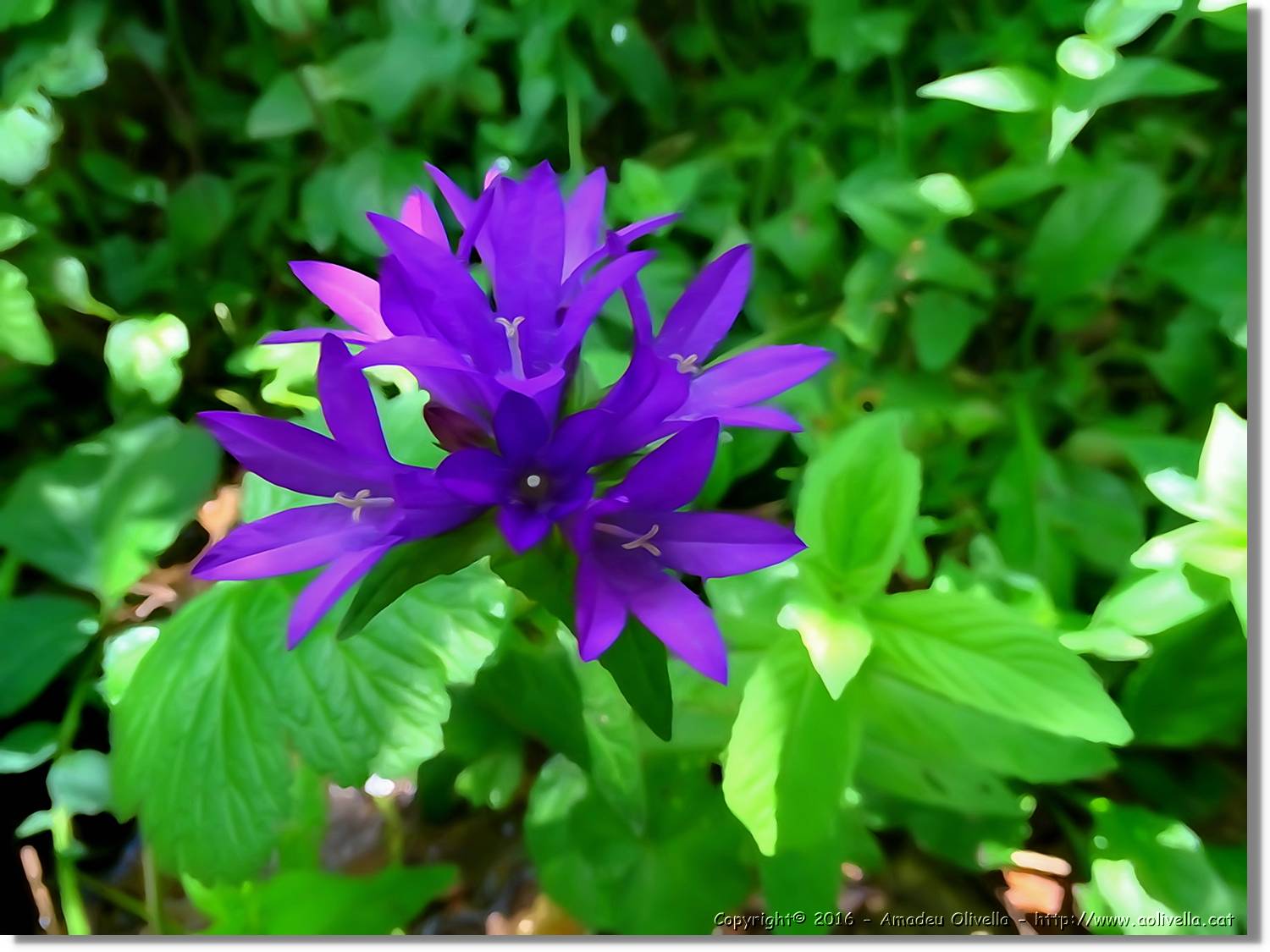 Flors_037.jpg