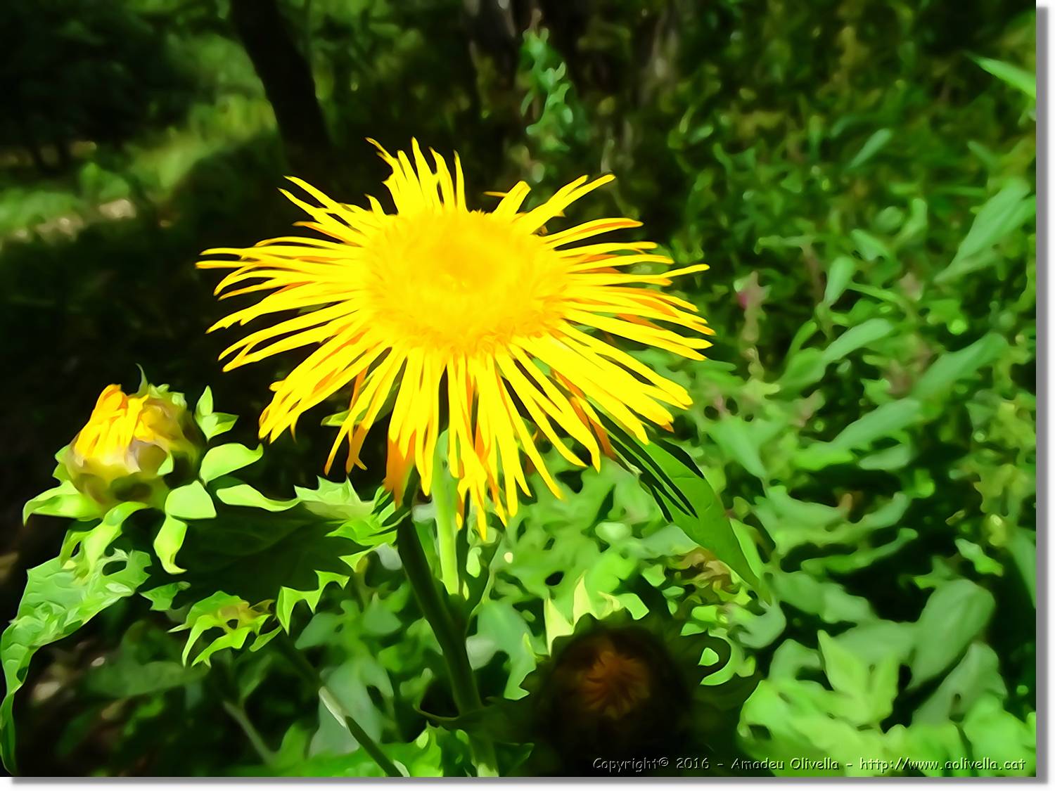 Flors_038.jpg