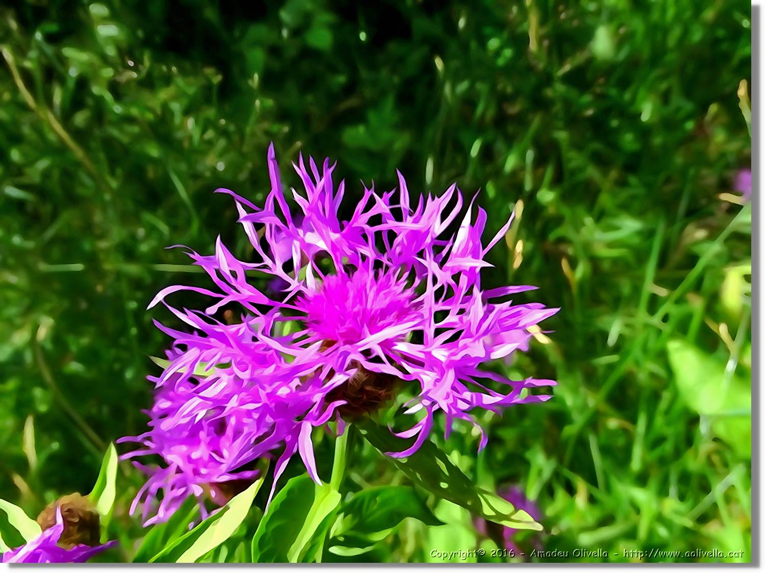 Flors_039.jpg
