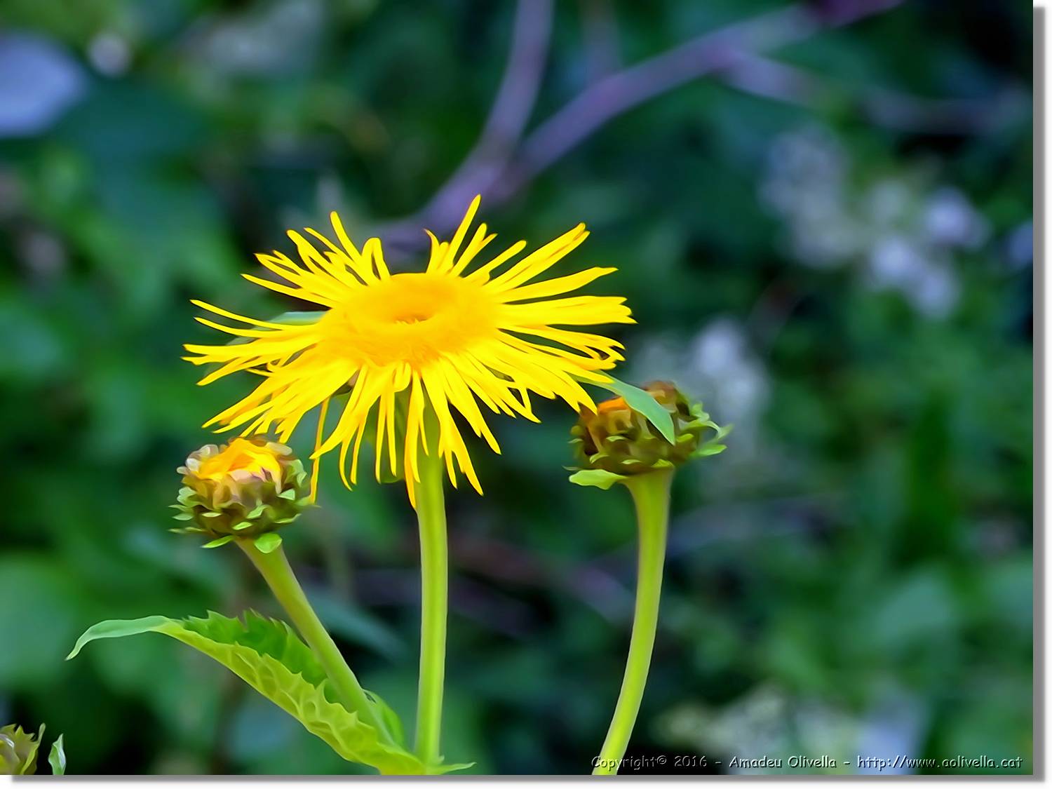 Flors_040.jpg