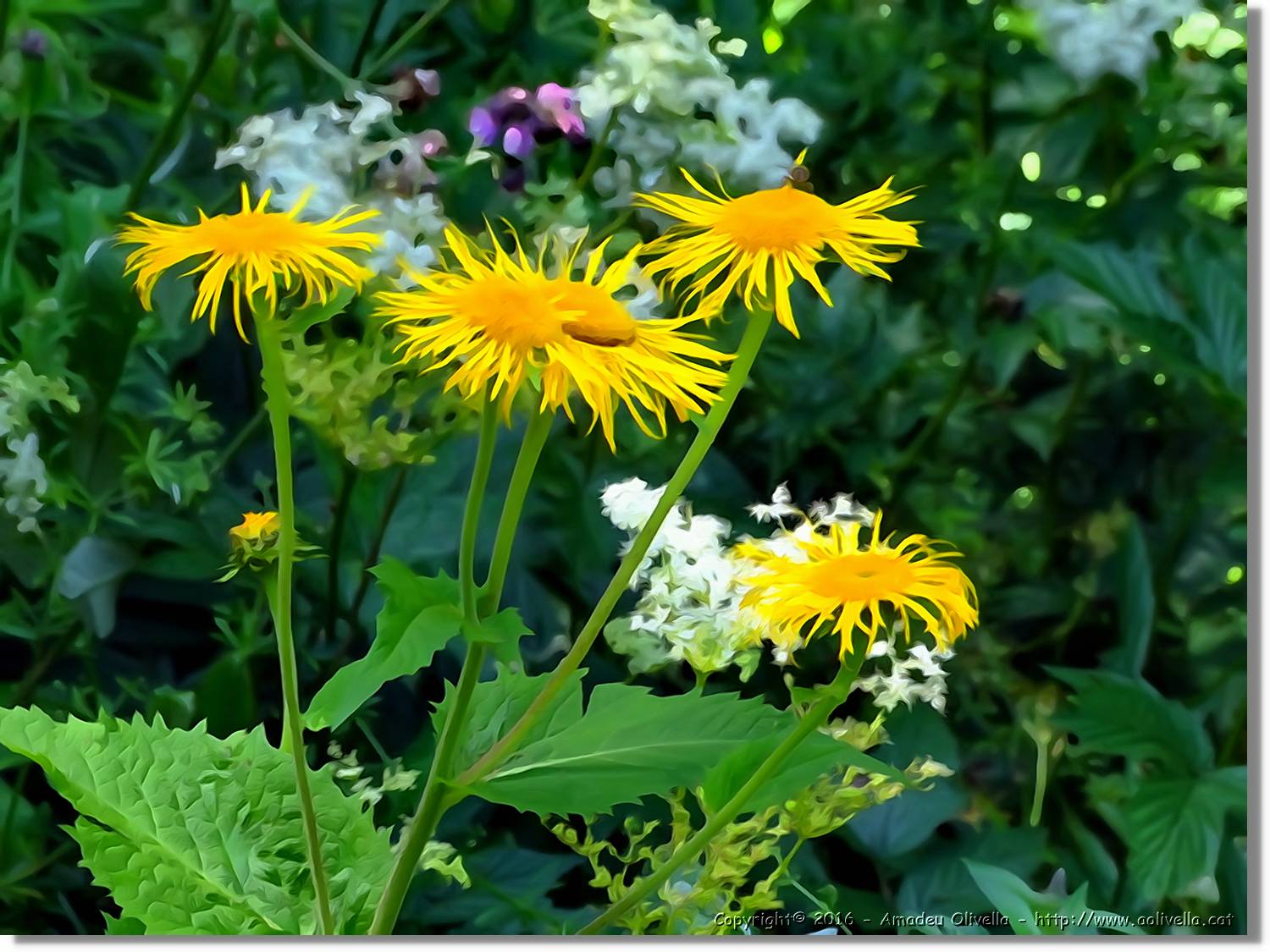 Flors_041.jpg