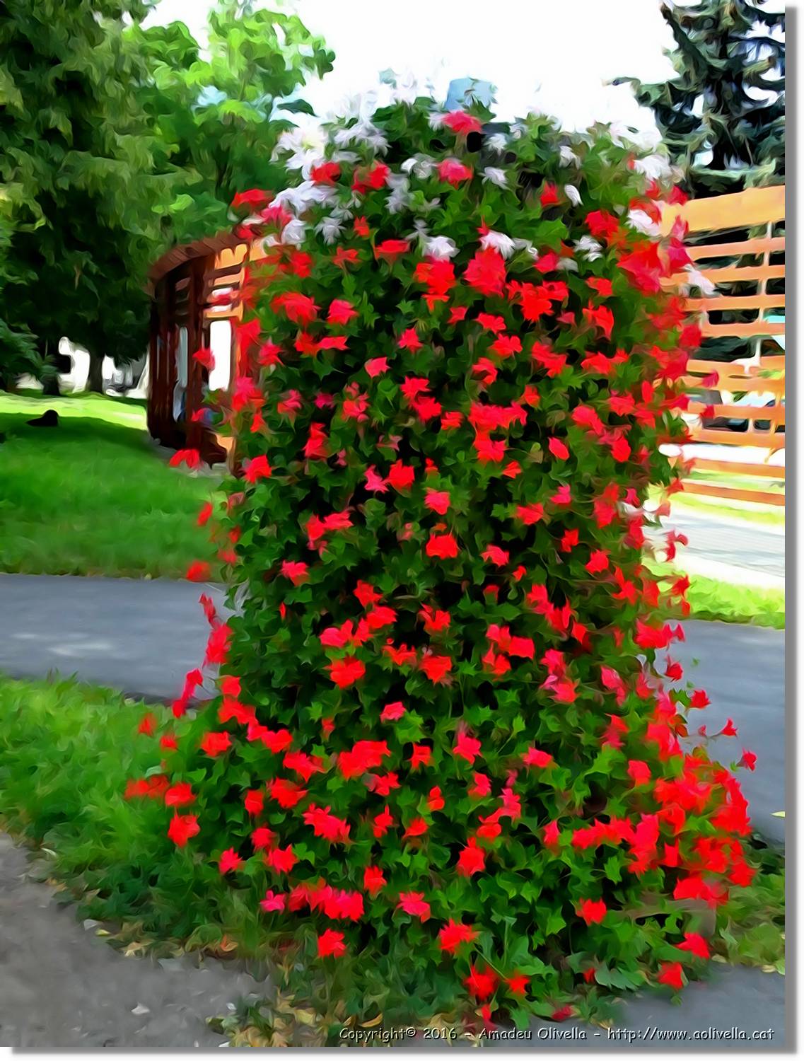 Flors_042.jpg