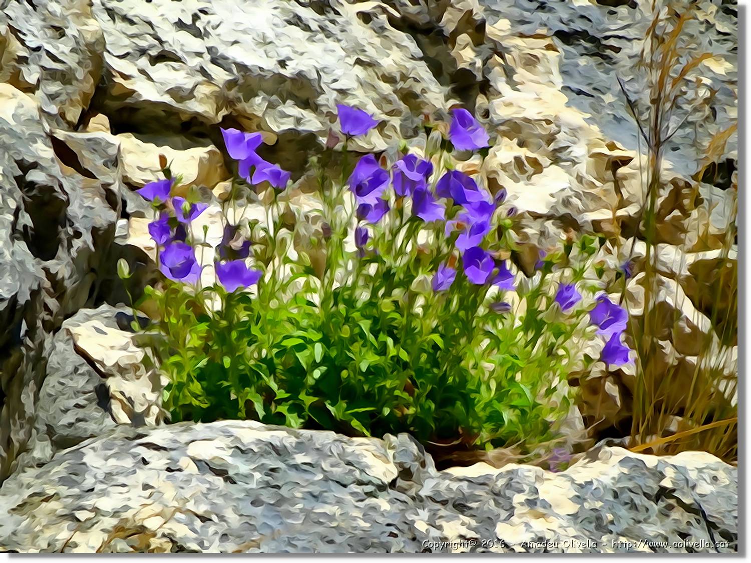Flors_043.jpg