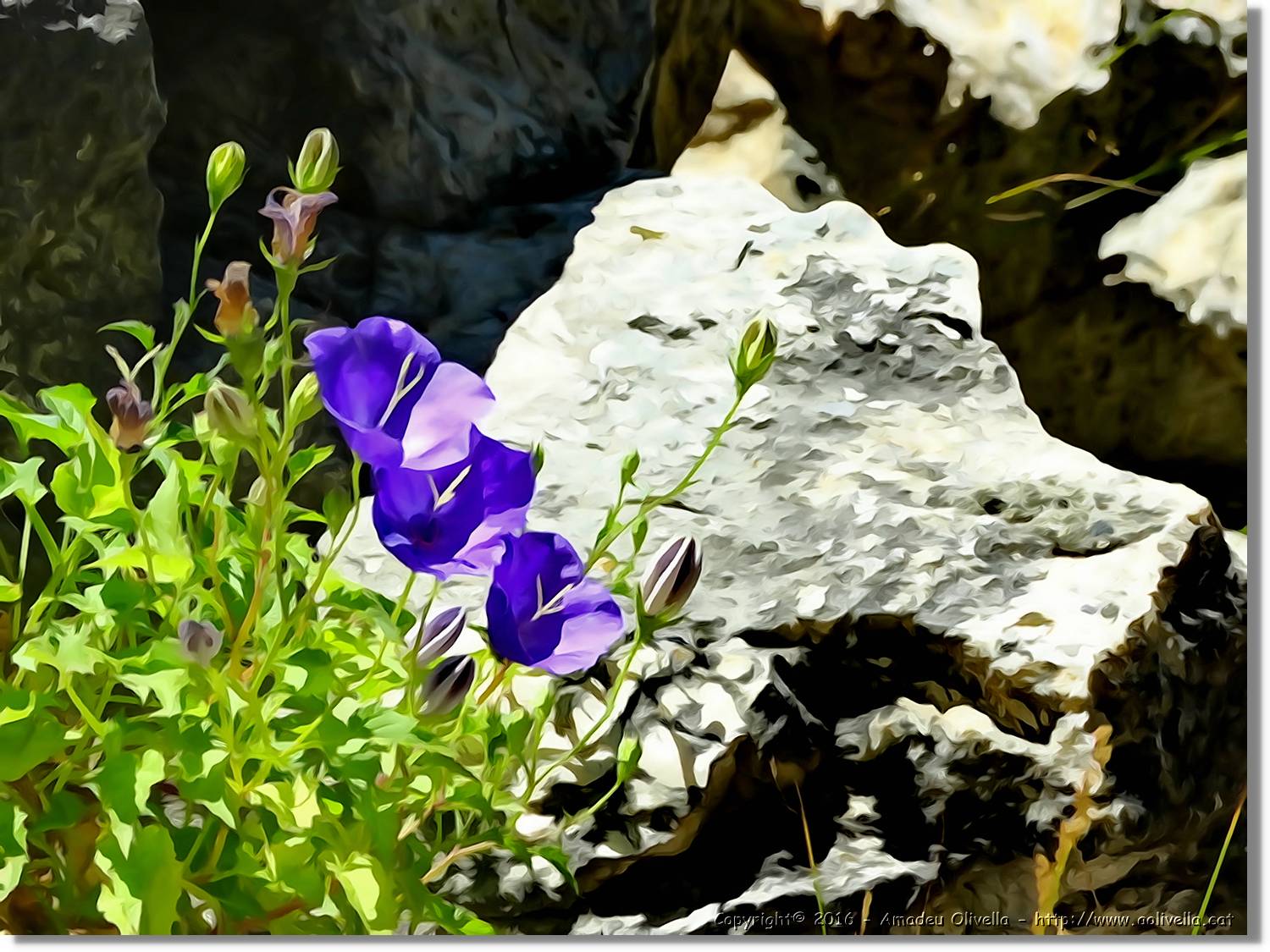 Flors_044.jpg