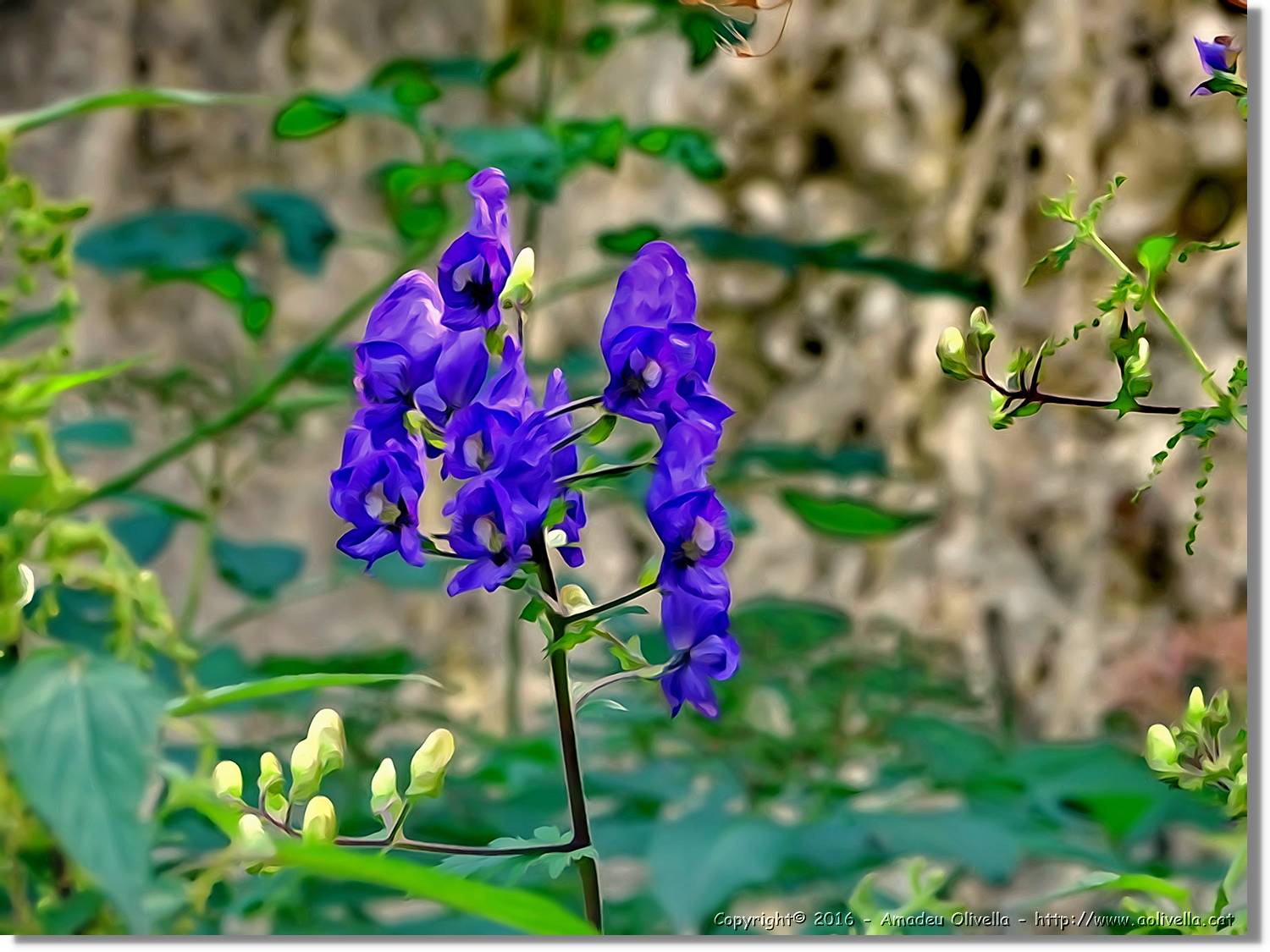 Flors_045.jpg
