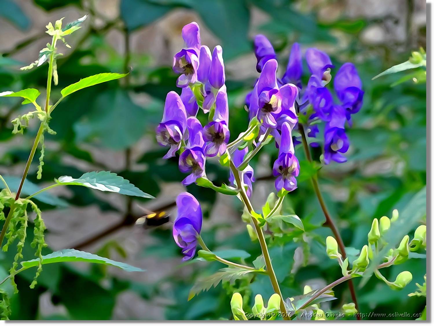 Flors_046.jpg
