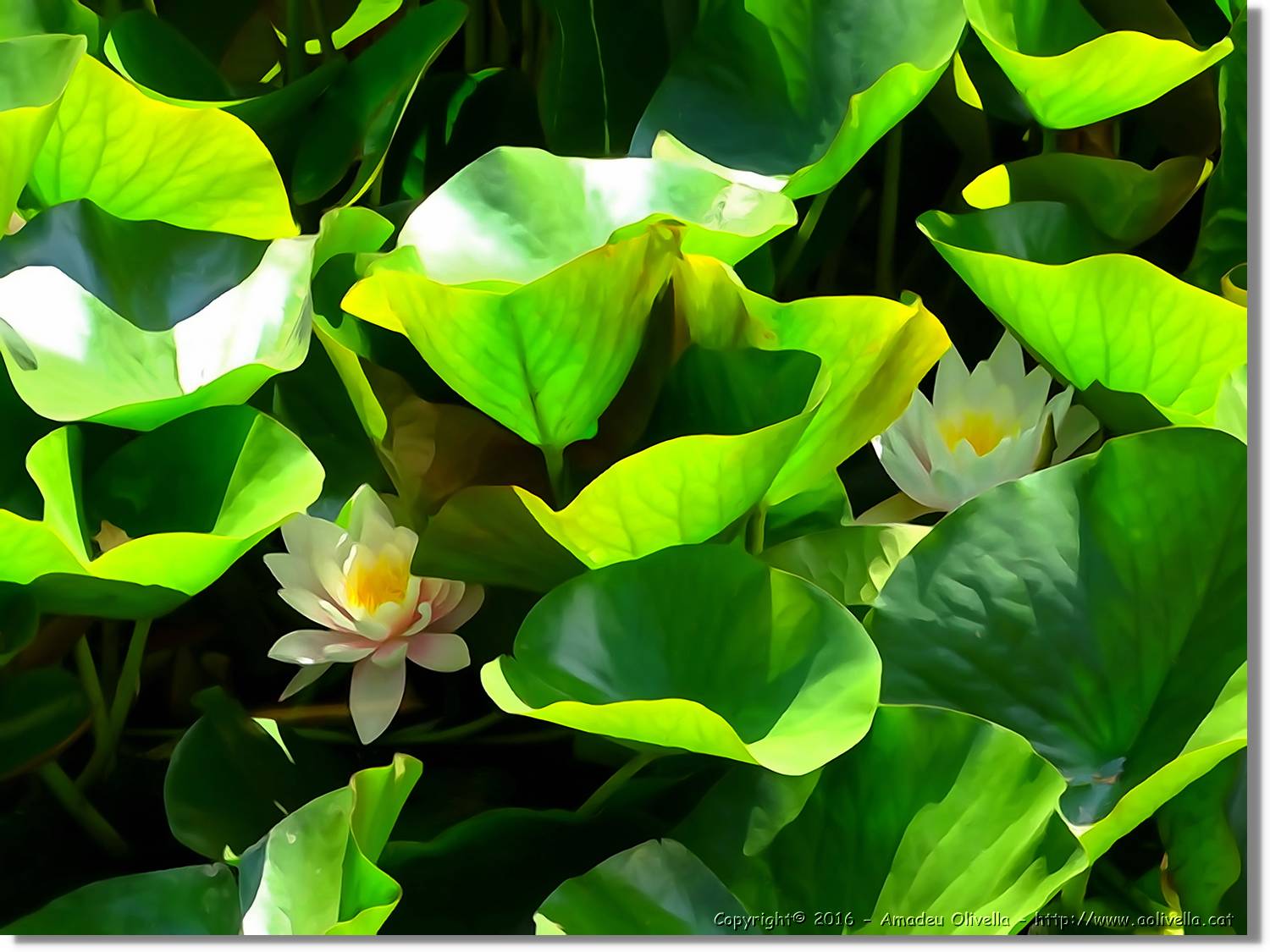 Flors_047.jpg