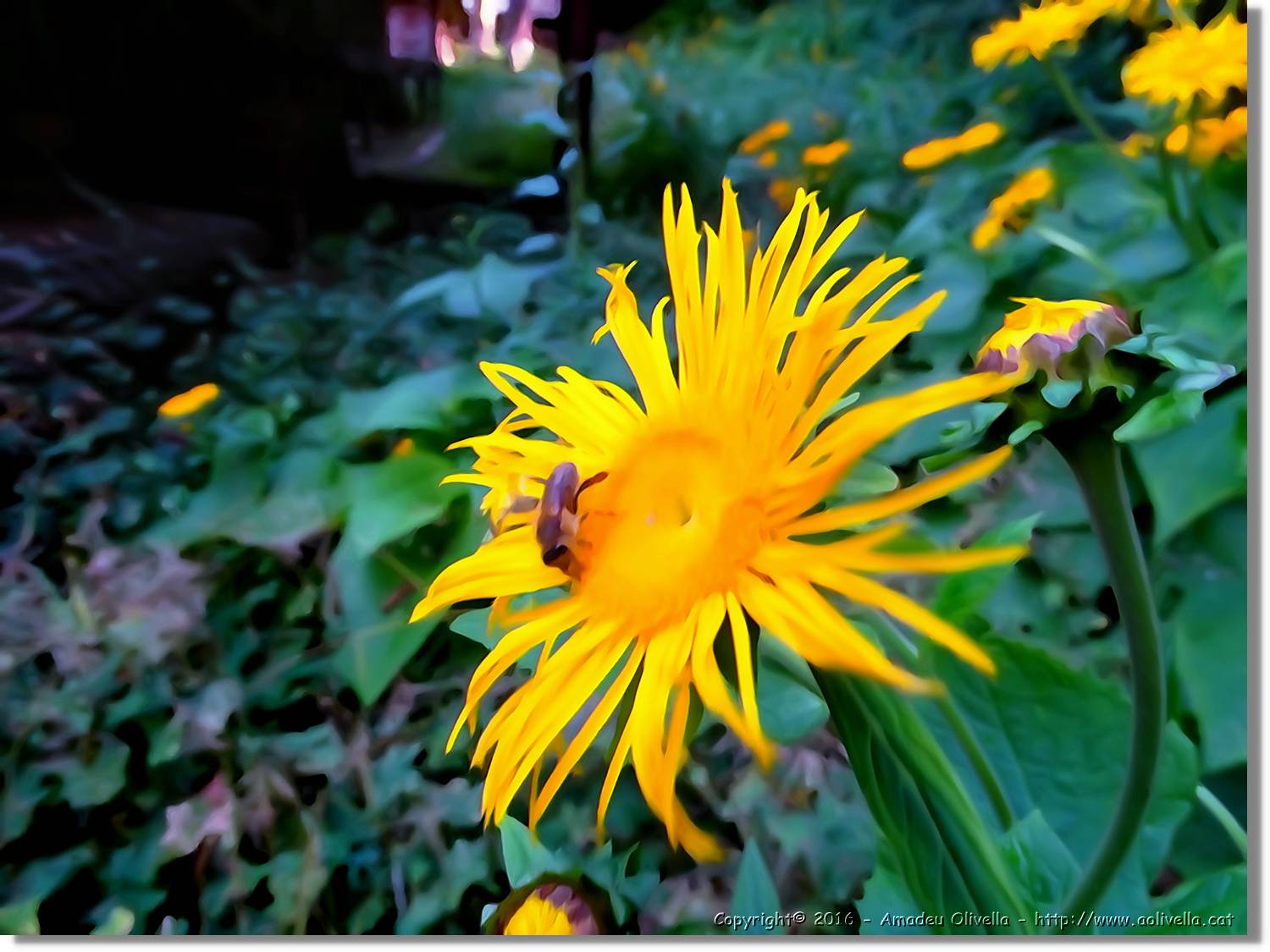 Flors_051.jpg