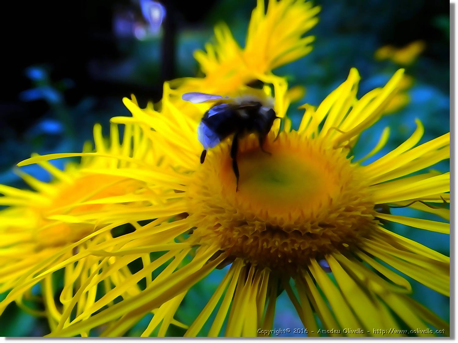 Flors_052.jpg